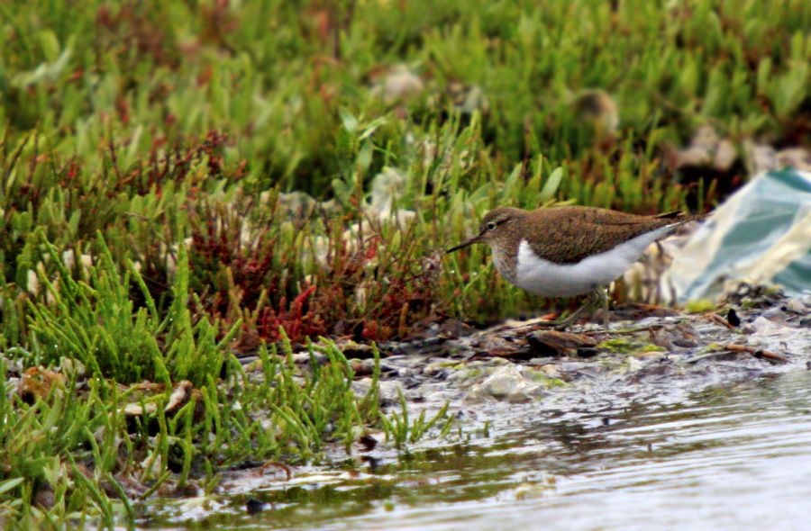 Common Sandpiper
