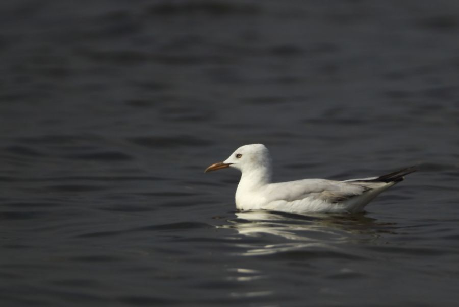 Slender-billed Gull