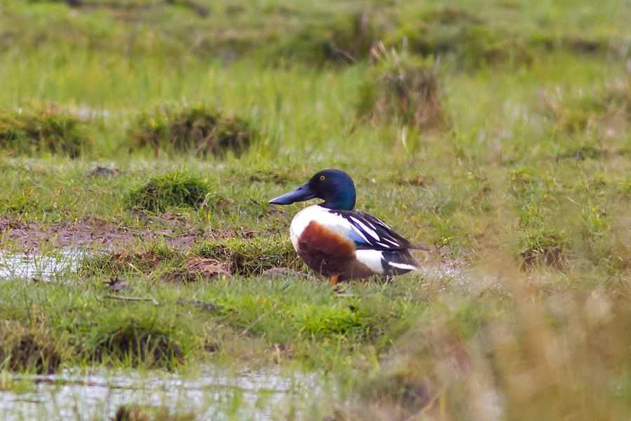 Northern Shoveler