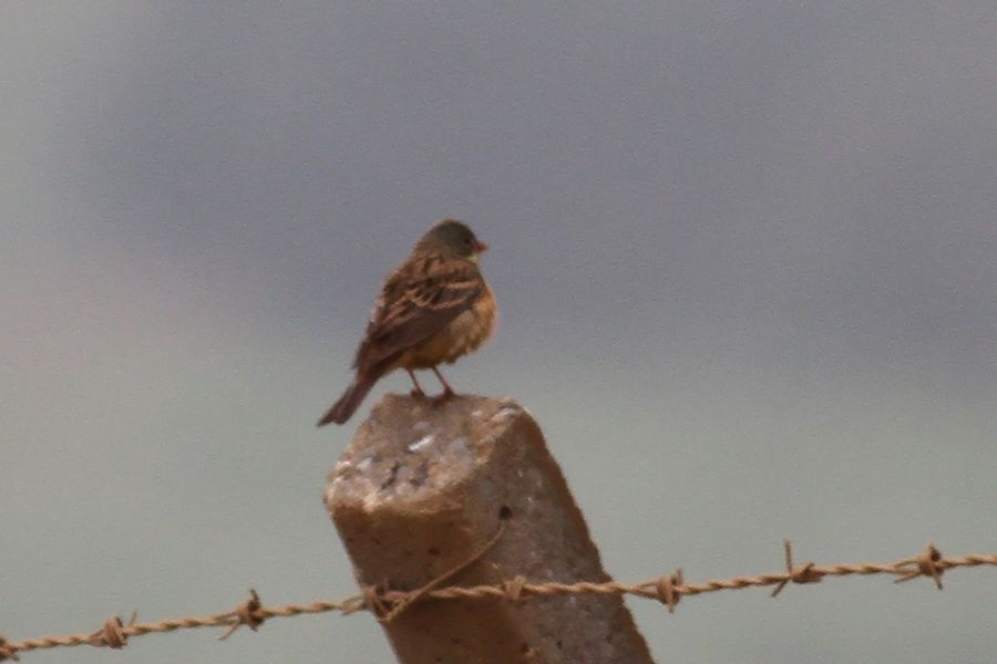 Ortolan Bunting