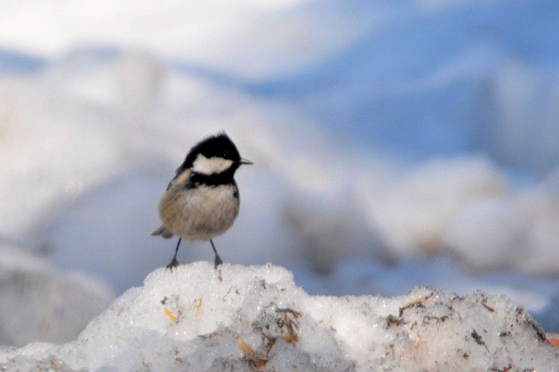 Coal Tit