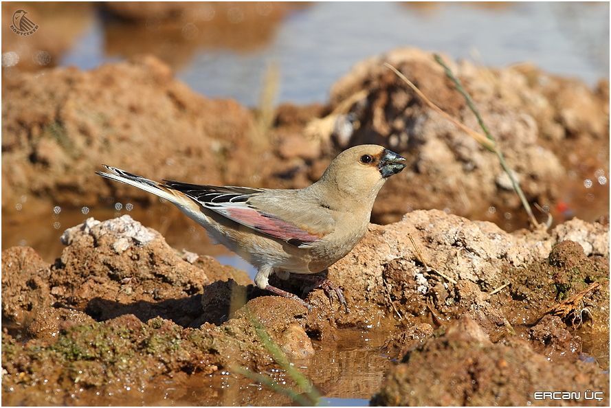 Desert Finch