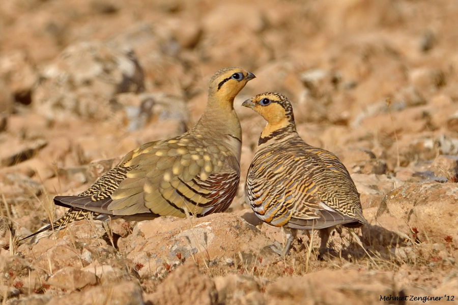 Pin-tailed Sandgrouse
