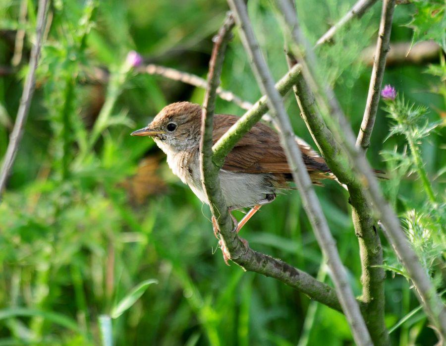 Common Nightingale