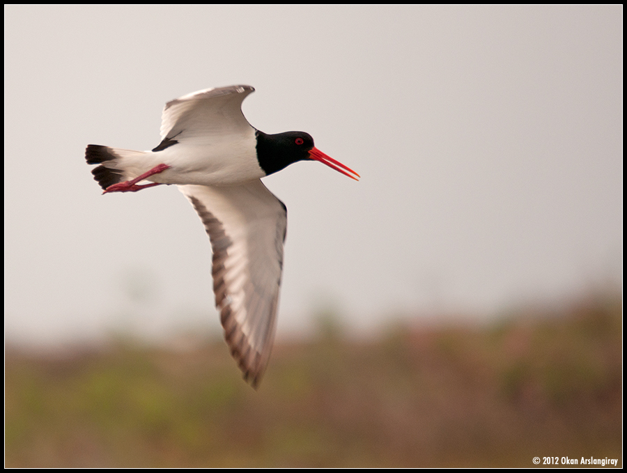 Eurasian Oystercatcher
