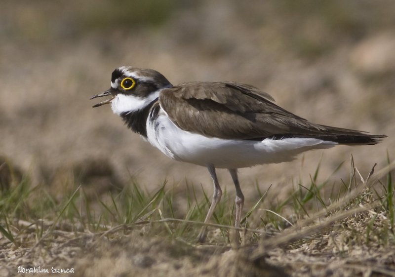 Little Ringed Plover