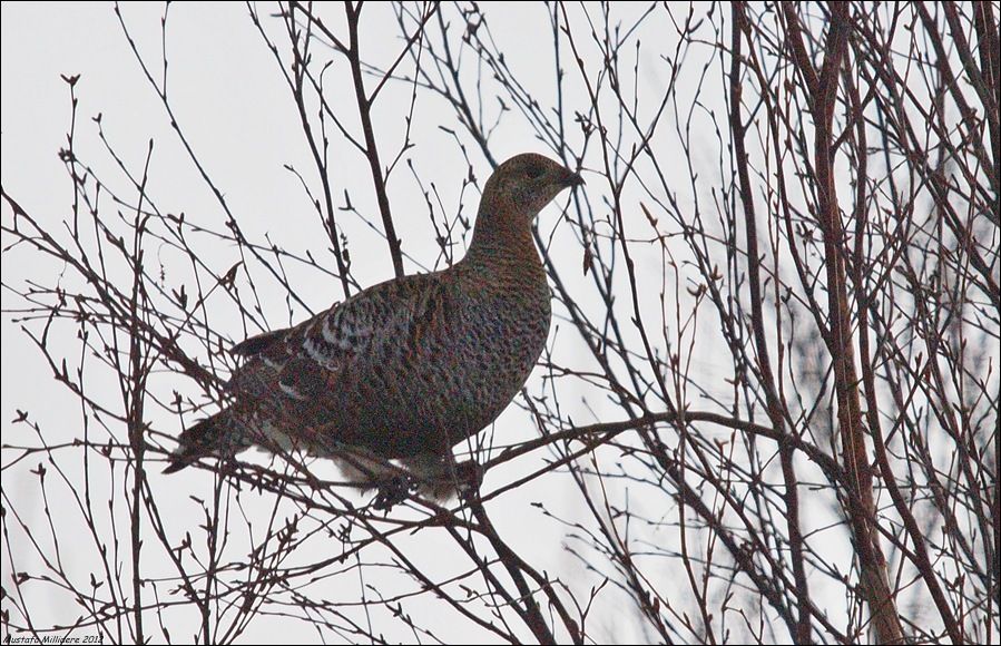 Black Grouse