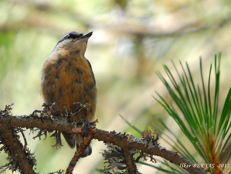 Eurasian Nuthatch