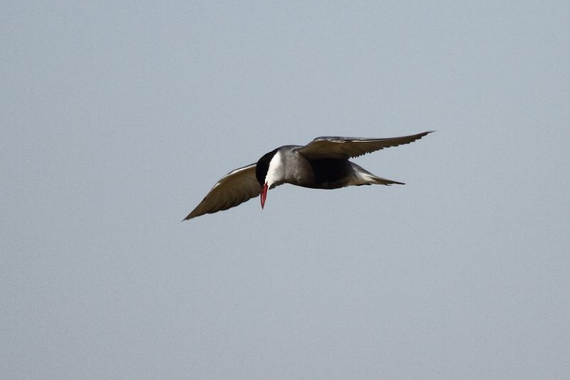 Whiskered Tern