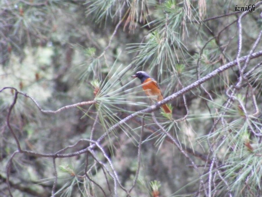 Common Redstart
