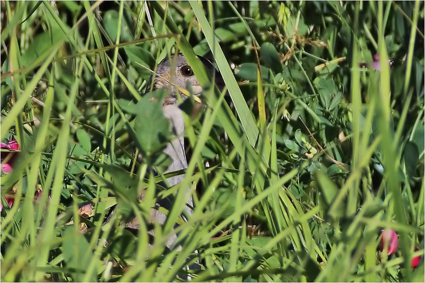 Corn Crake