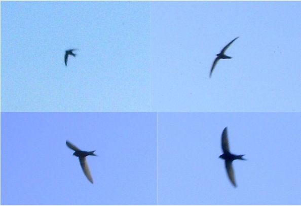 Common Swift