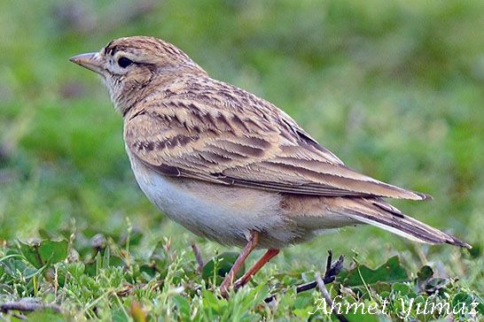 Greater Short-toed Lark