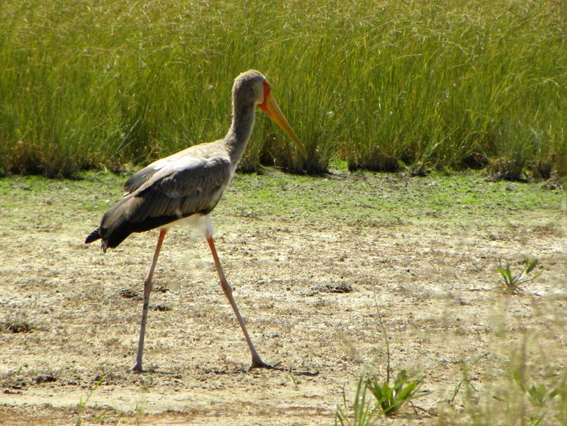 Yellow-billed Stork