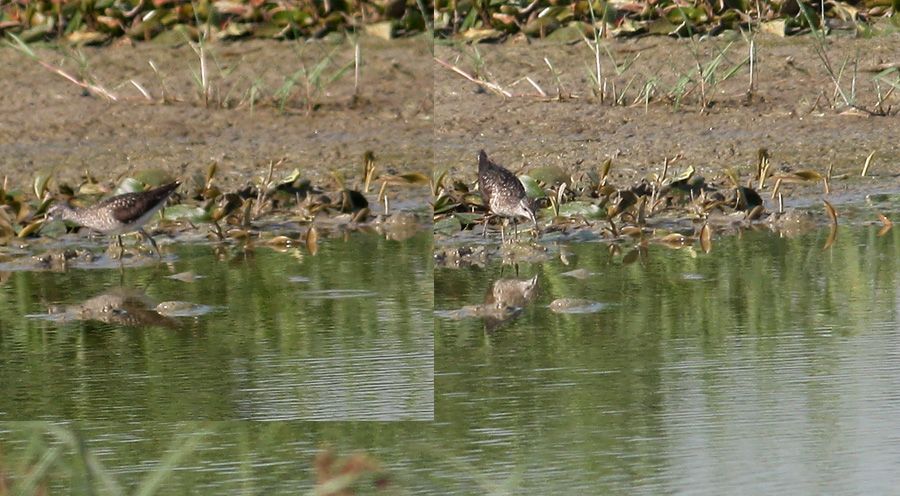 Wood Sandpiper
