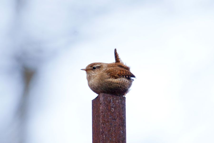 Eurasian Wren