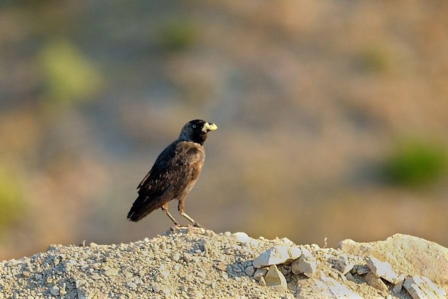 Western Jackdaw