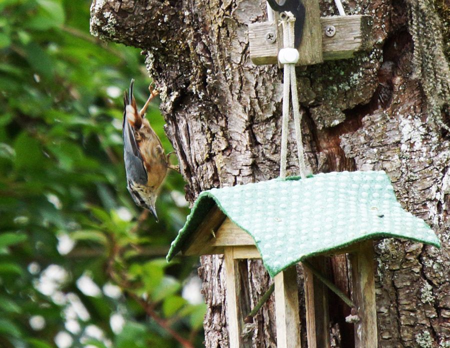 Eurasian Nuthatch