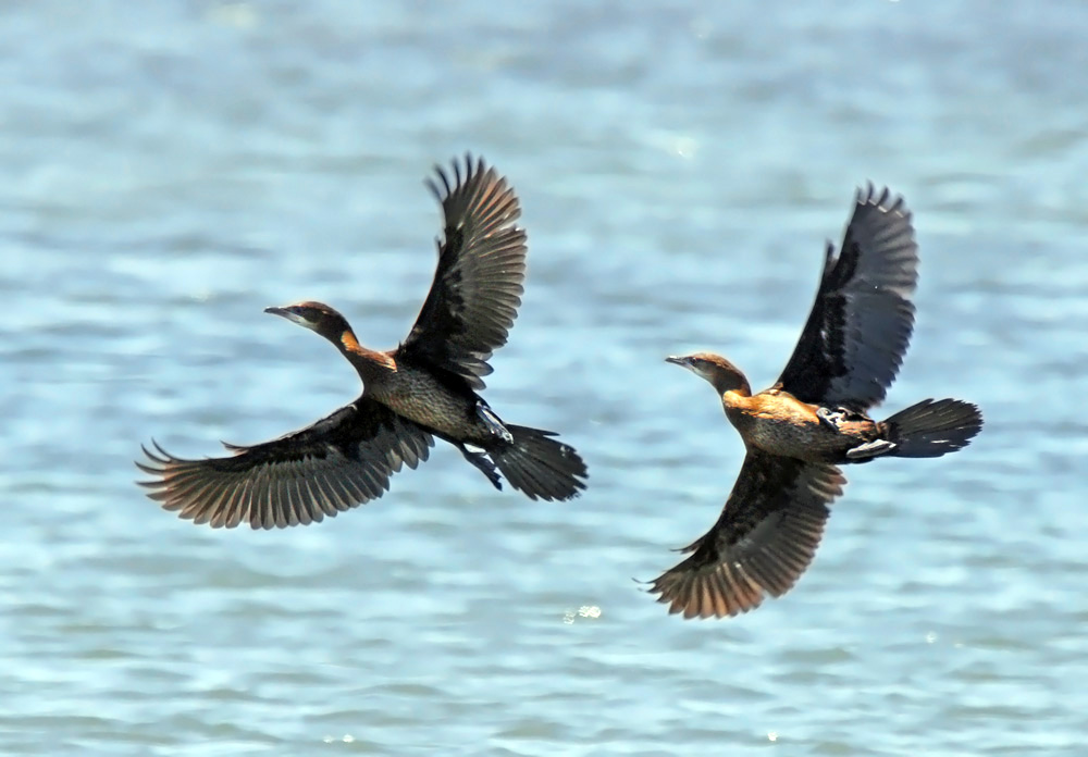 Pygmy Cormorant