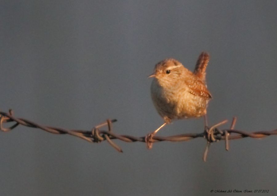 Eurasian Wren