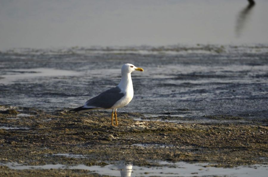 Yellow-legged Gull
