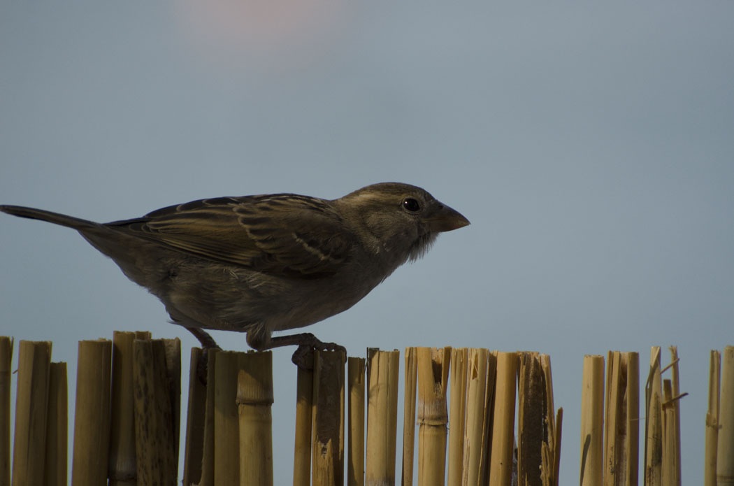 House Sparrow