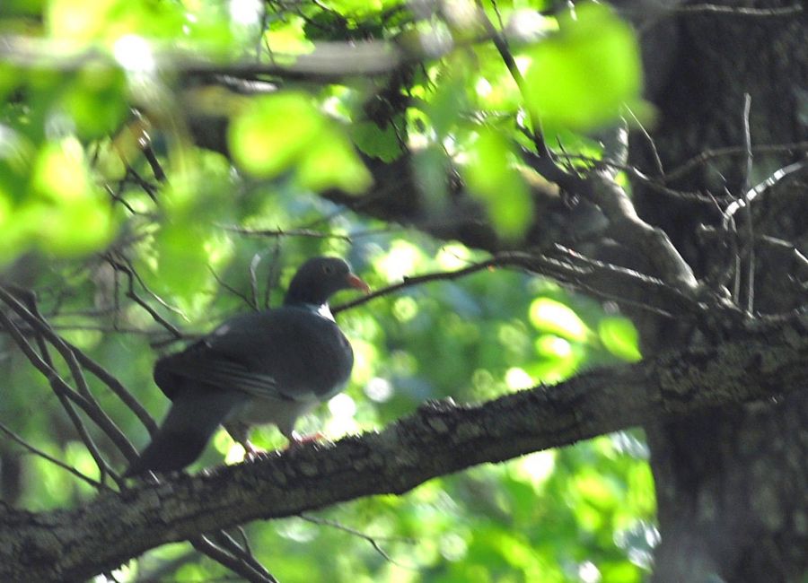 Common Wood Pigeon