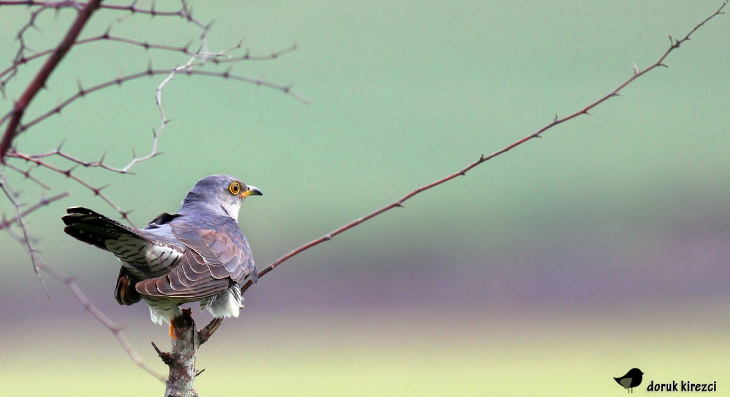 Common Cuckoo