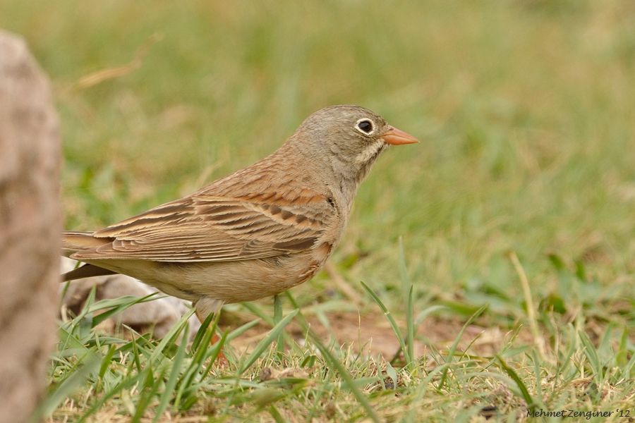 Grey-necked Bunting