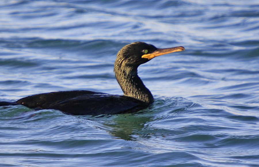 European Shag
