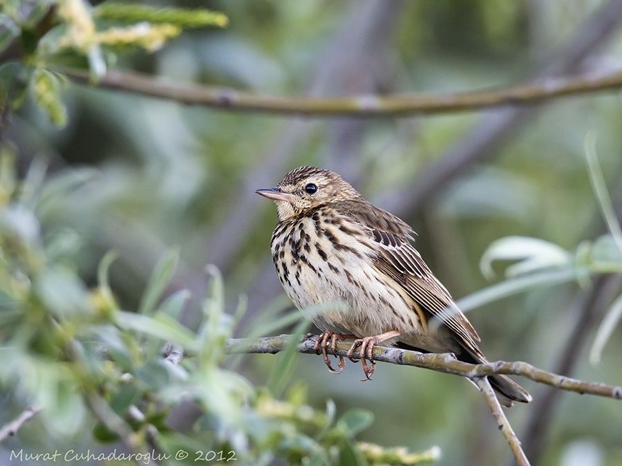 Tree Pipit