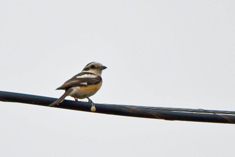 Masked Shrike