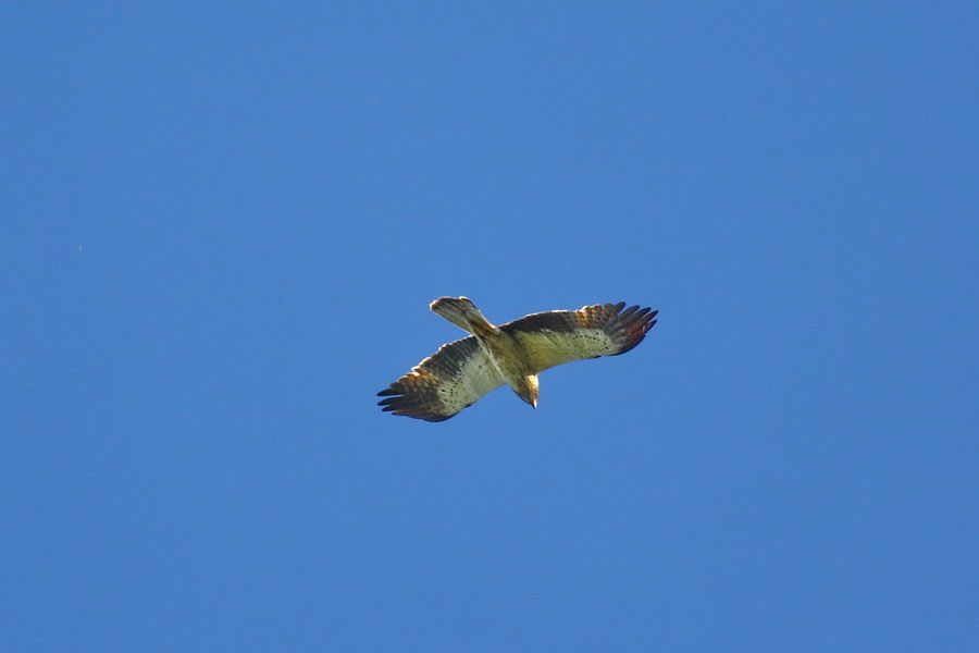 Booted Eagle