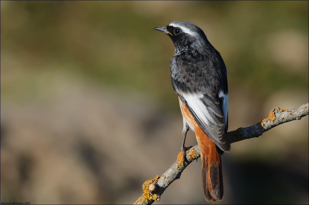 Common Redstart