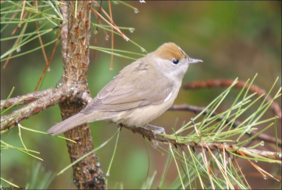 Eurasian Blackcap