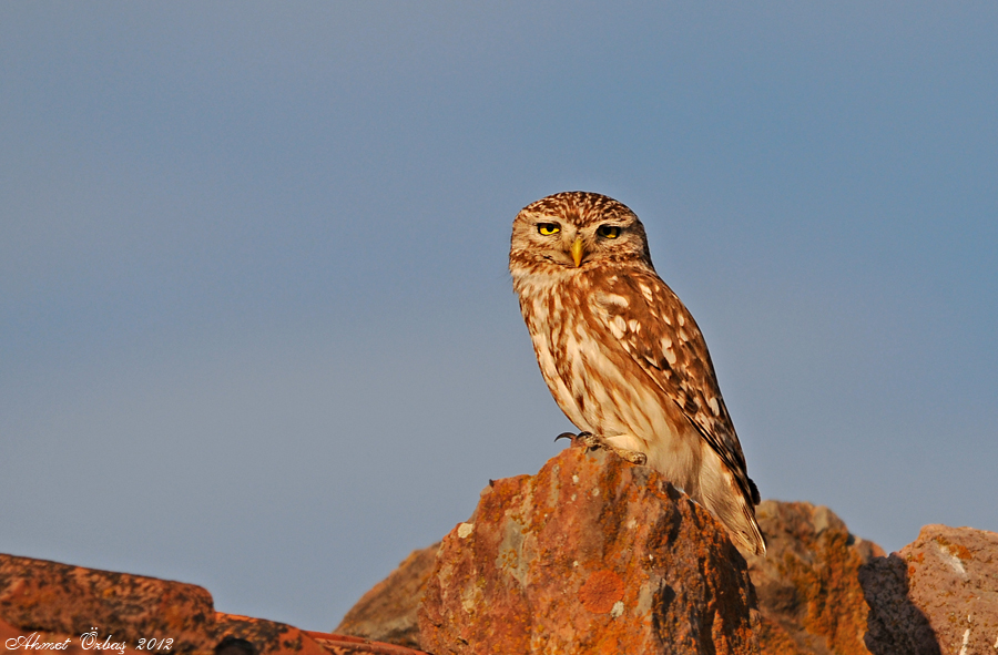 Little Owl