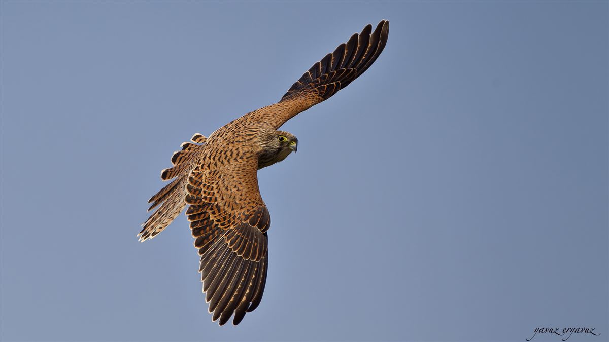 Lesser Kestrel