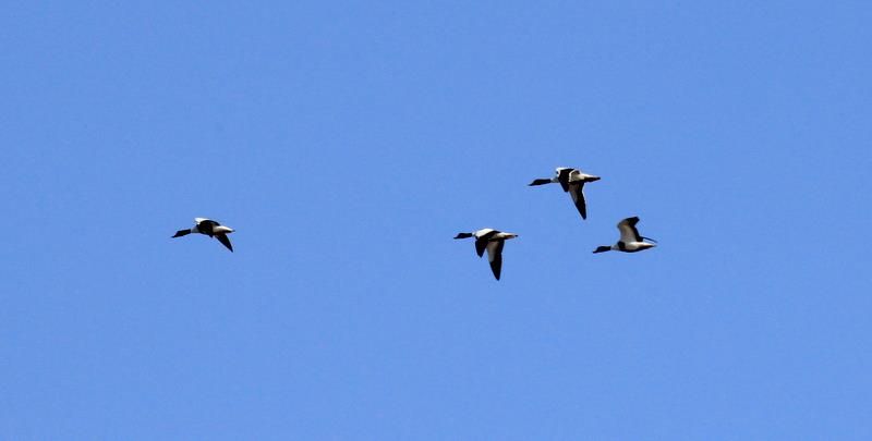 Common Shelduck