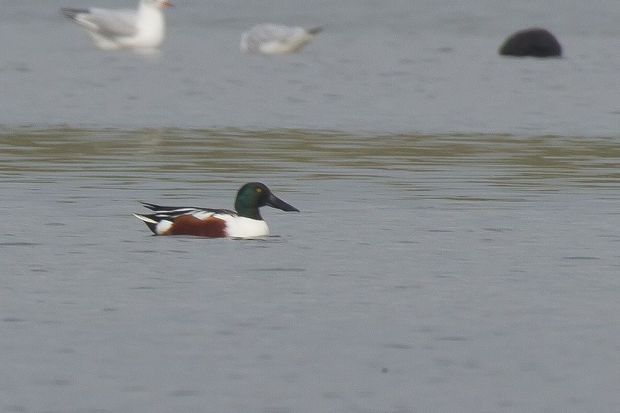 Northern Shoveler