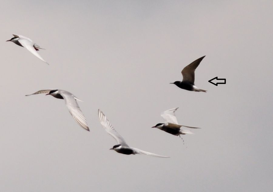 Black Tern