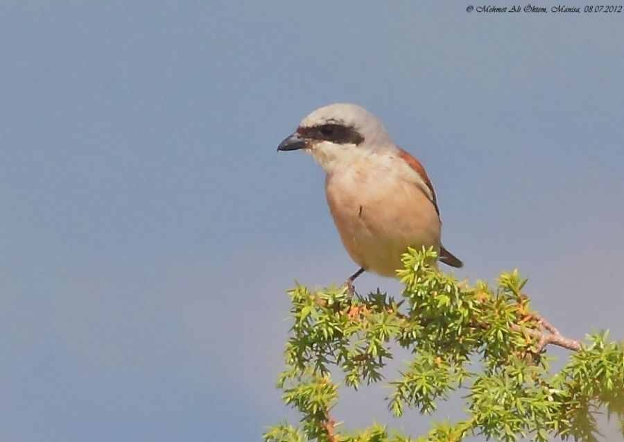 Red-backed Shrike