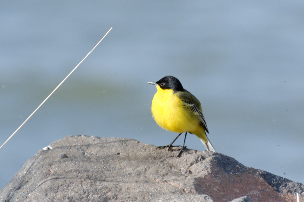 Western Yellow Wagtail