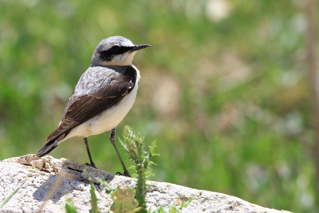 Northern Wheatear