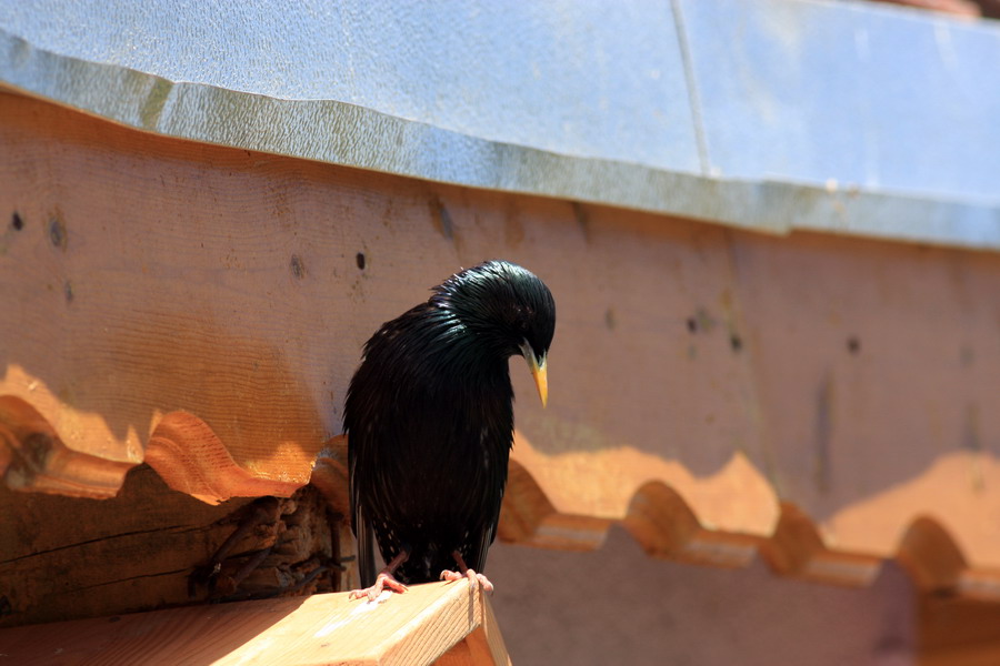 Common Starling