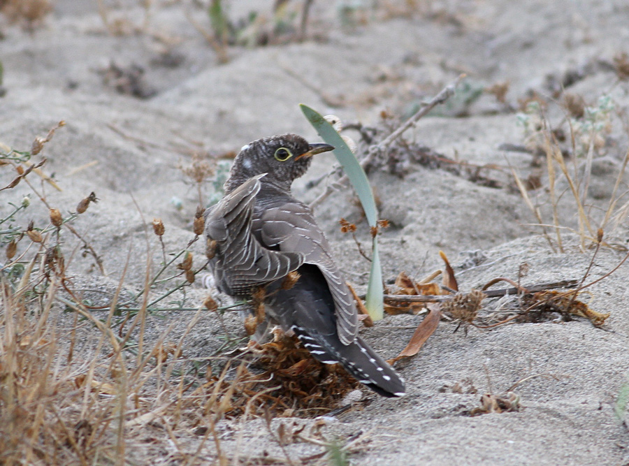 Common Cuckoo
