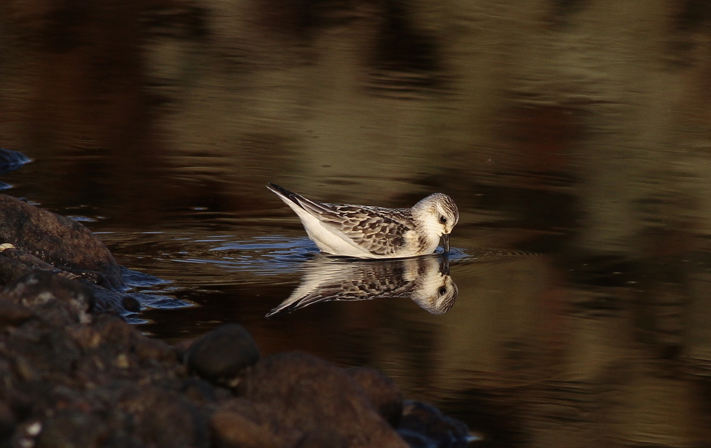 Sanderling