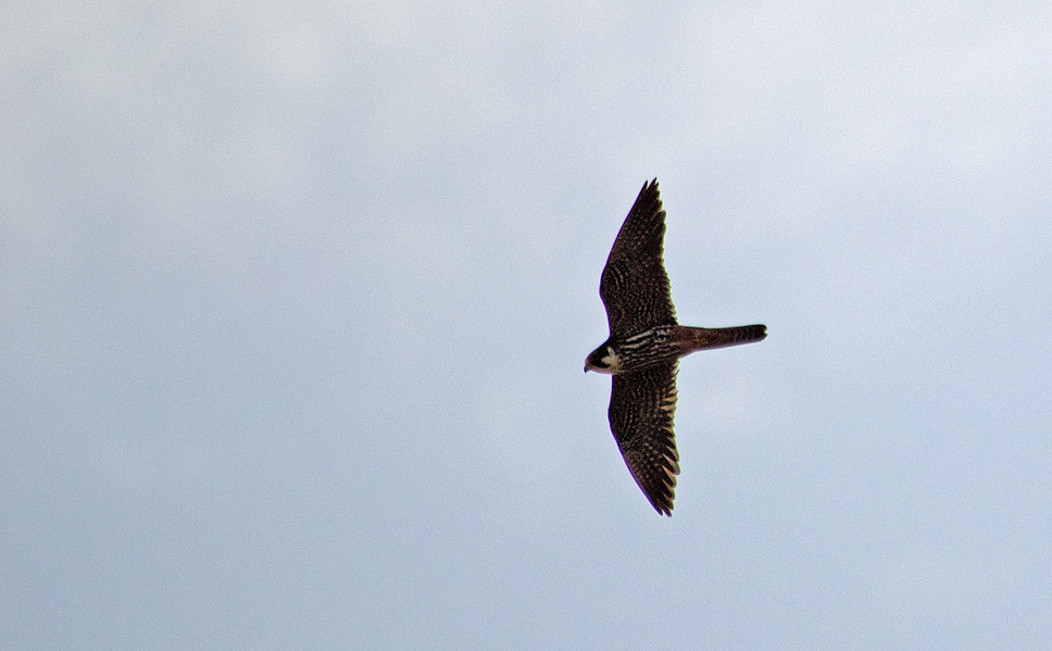 Eurasian Hobby