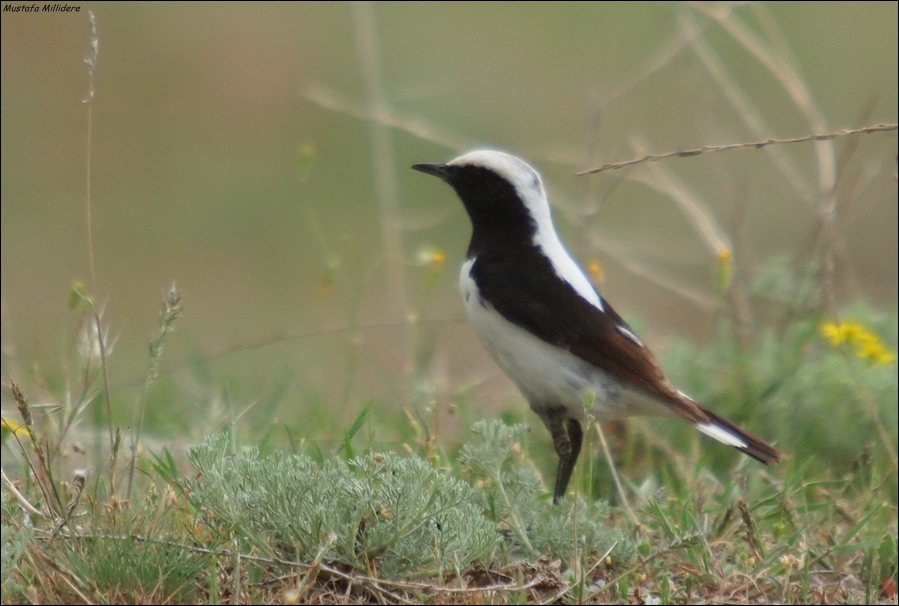 Finsch`s Wheatear