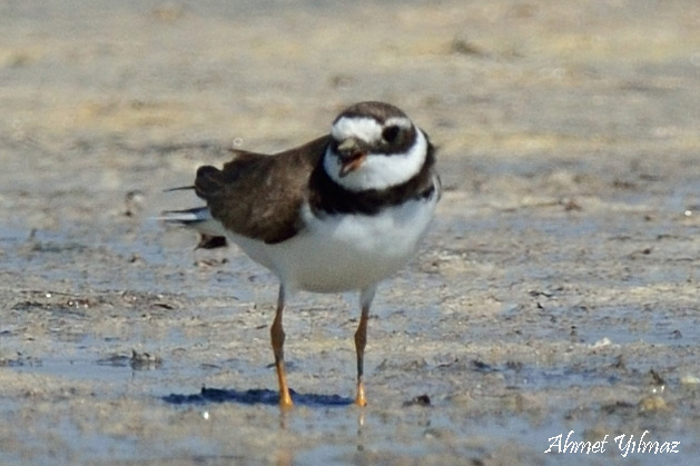 Common Ringed Plover