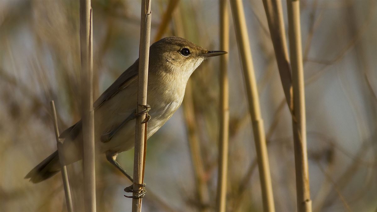 Common Reed Warbler
